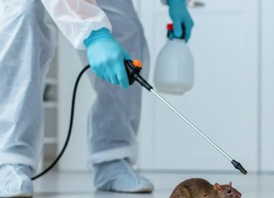 Effective Pest Control Rat Solutions for a Safe and Healthy Commercial Property